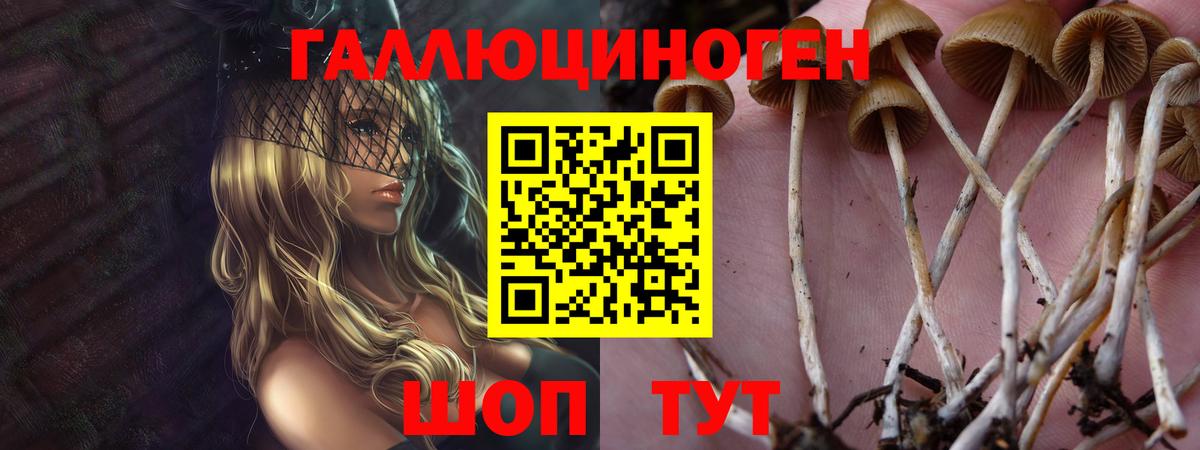 Псилоцибиновые грибы GOLDEN TEACHER Ставрополь